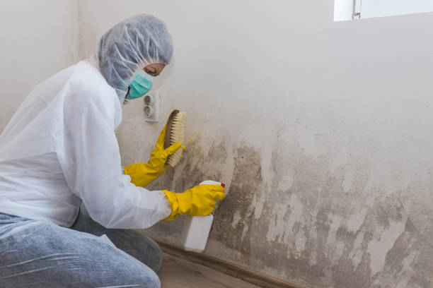 Best Commercial Mold Inspection  in Bryson City, NC